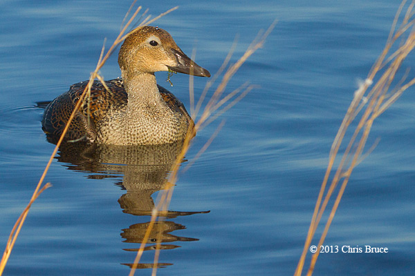 King Eider (female)