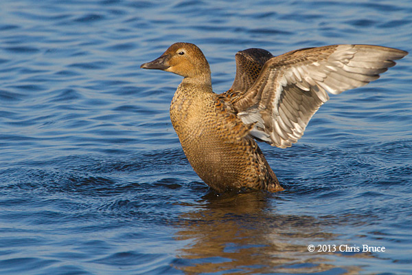 King Eider (female)