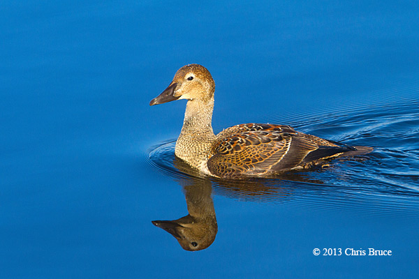 King Eider (female)