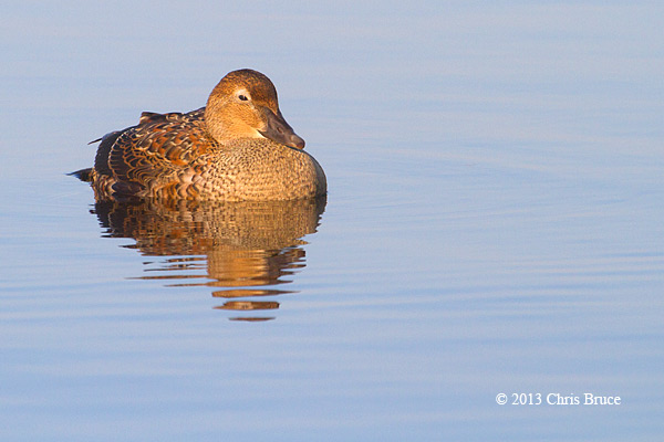 King Eider (female)