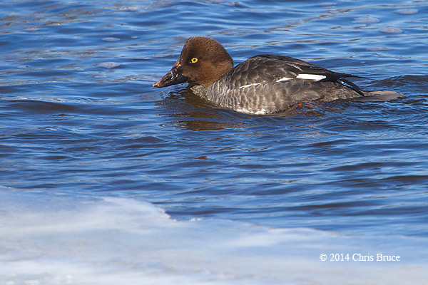 Common Goldeneye (female)