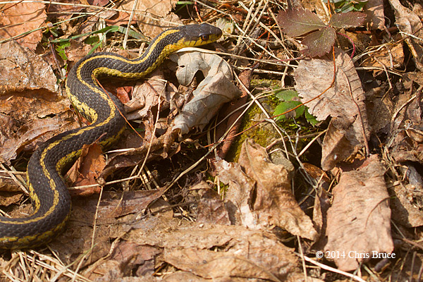 Common Gartersnake