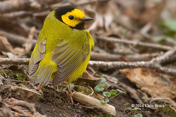 Hooded Warbler