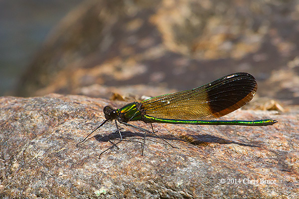 River Jewelwing male (<em>Calopteryx aequabilis</em>)