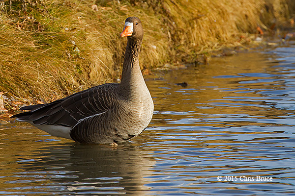 Greater White-fronted Goose