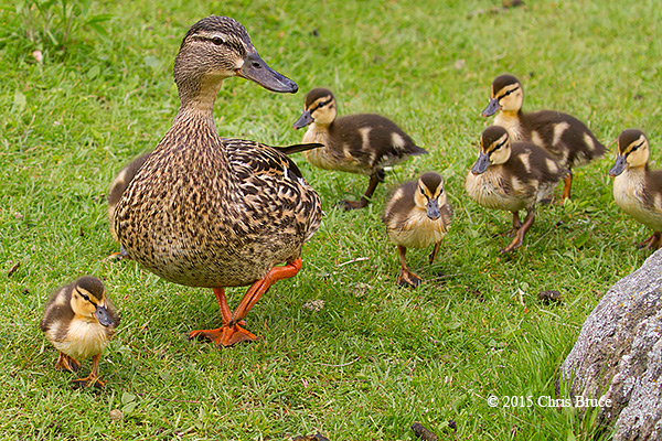 Family Stroll