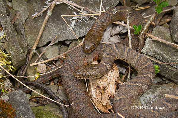 Northern Water Snake