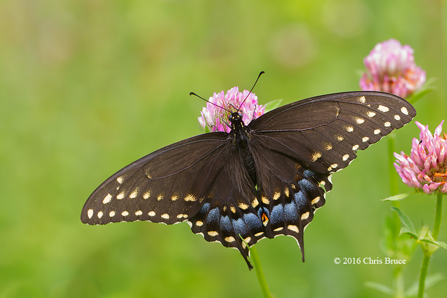 Black Swallowtail female (Papilla polyxenes)