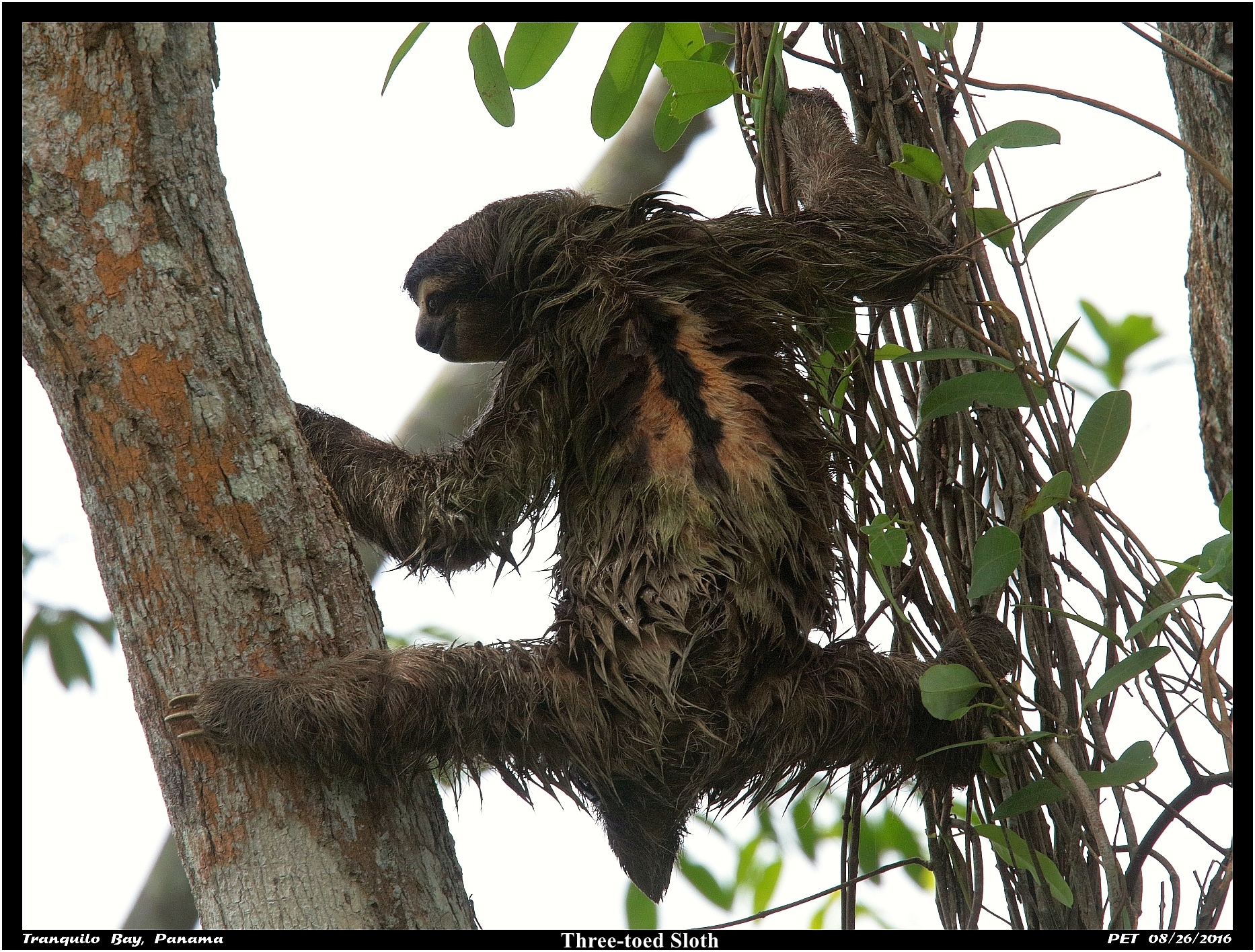 Three-toed Sloth  IMG_9125 2616.jpg