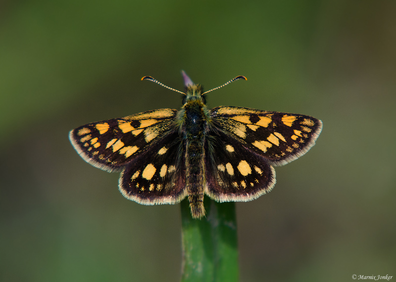 Bont Dikkopje - Chequered Skipper