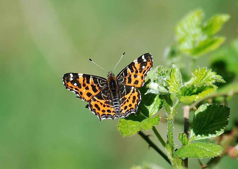 Landkaartje - Map Butterfly