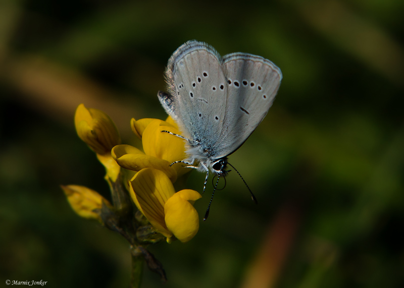 Dwergblauwtje - Little Blue