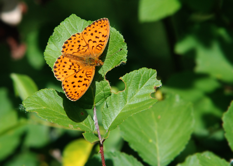 Braamparelmoervlinder - Marbled Fritillary