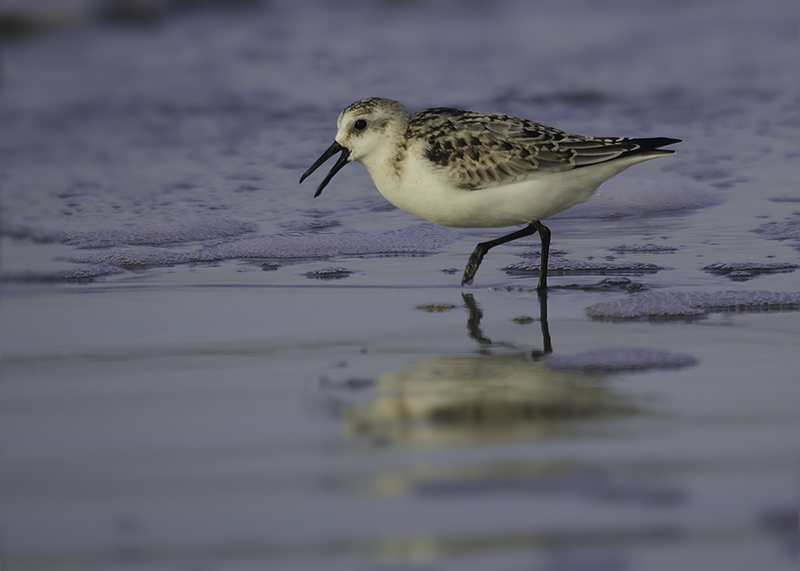 Drieteenstrandloper - Sanderling