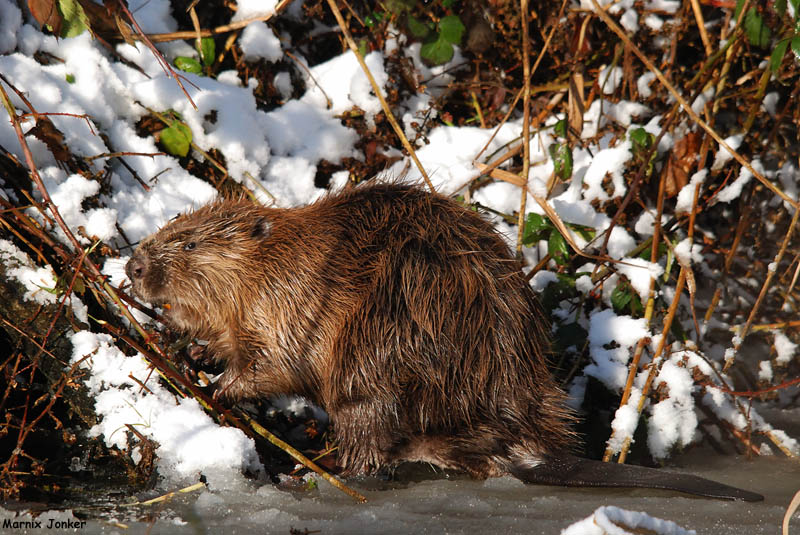 Bever - Eurasian Beaver