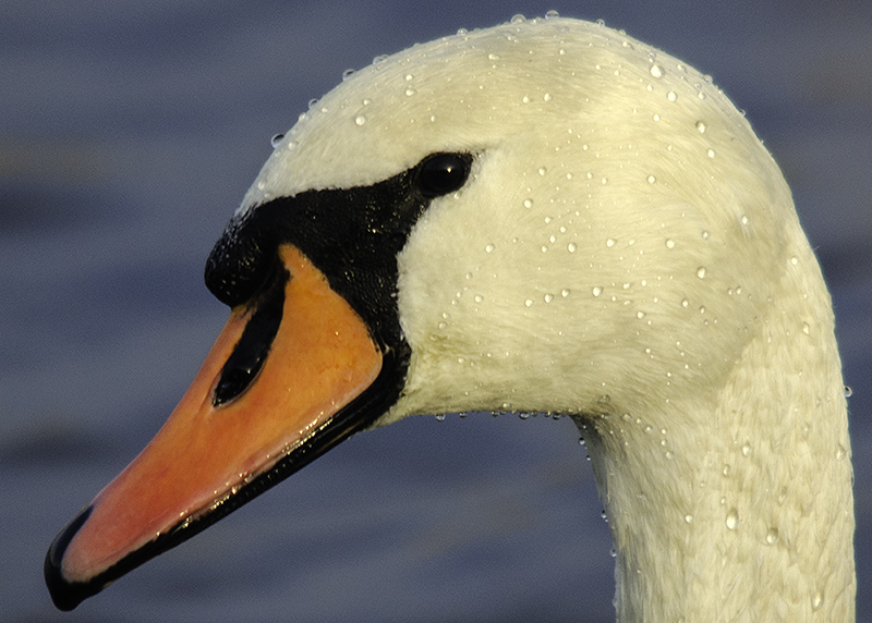 Knobbelzwaan - Mute Swan