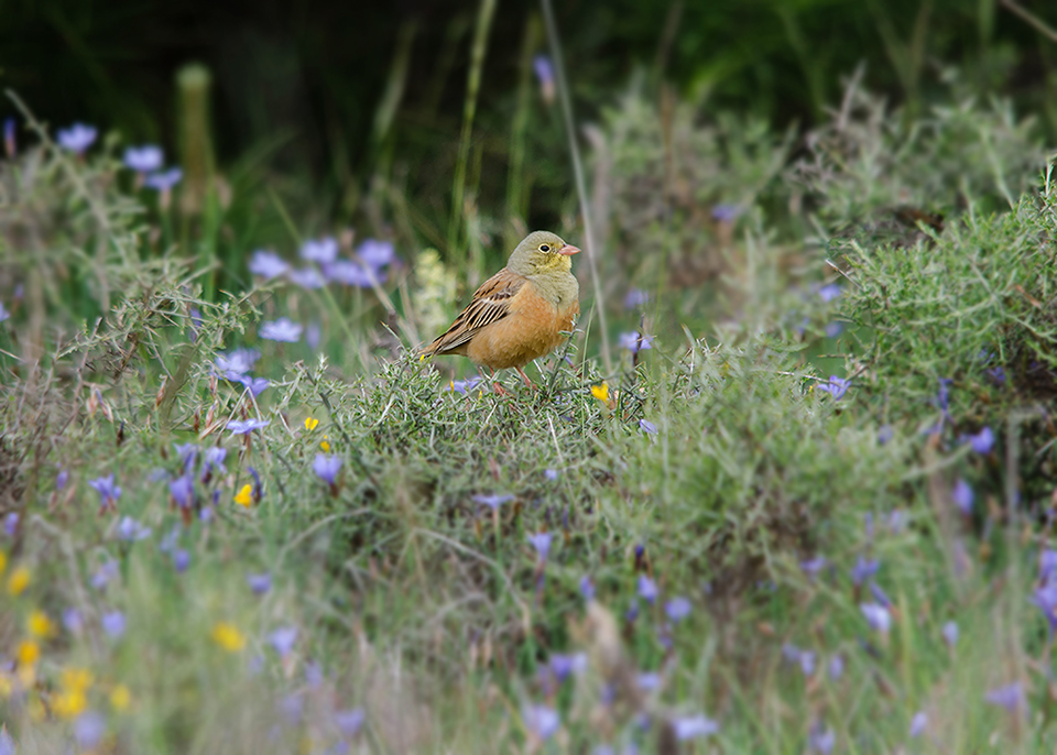 Ortolaan - Ortolan Bunting