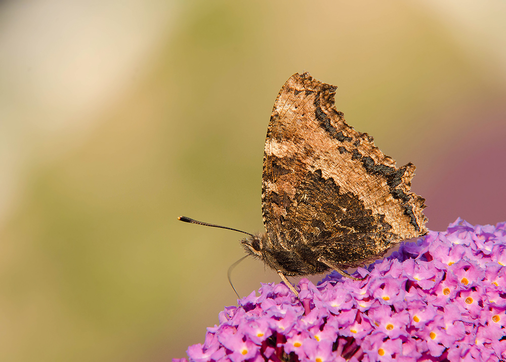 Oostelijke Vos - Yellow-legged Tortoiseshell