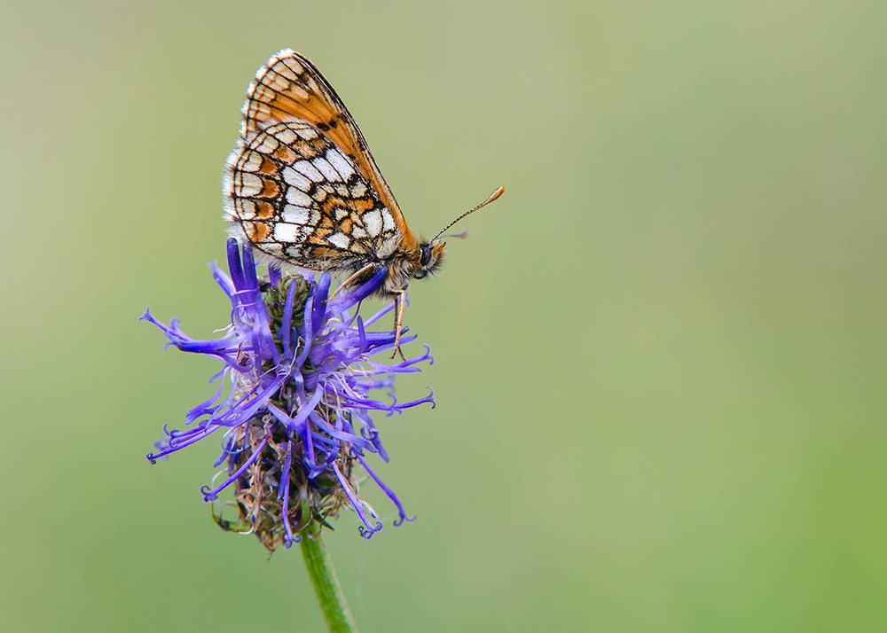 Alpenparelmoervlinder - Grisons Fritillary