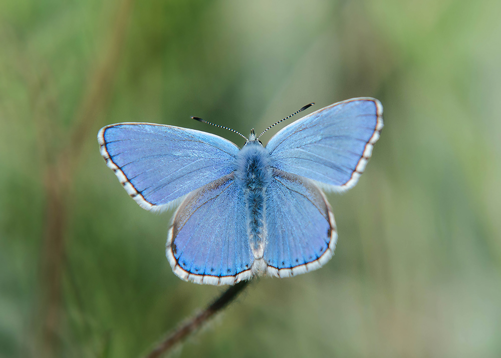 Adonis Blauwtje - Adonis Blue