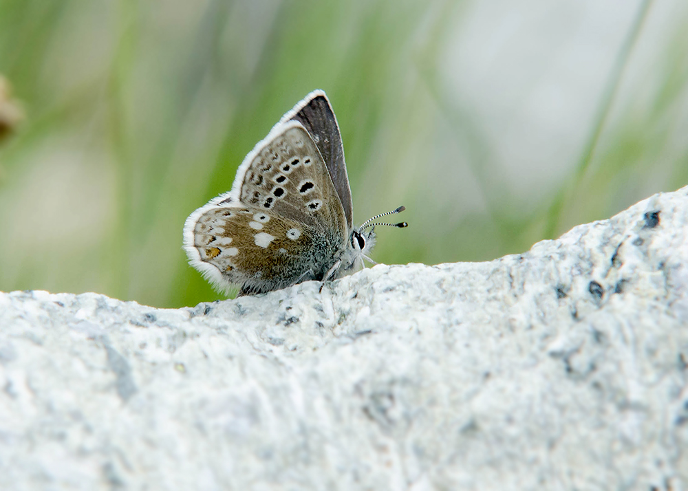 Noordelijk Manschildblauwtje - Glandon Blue