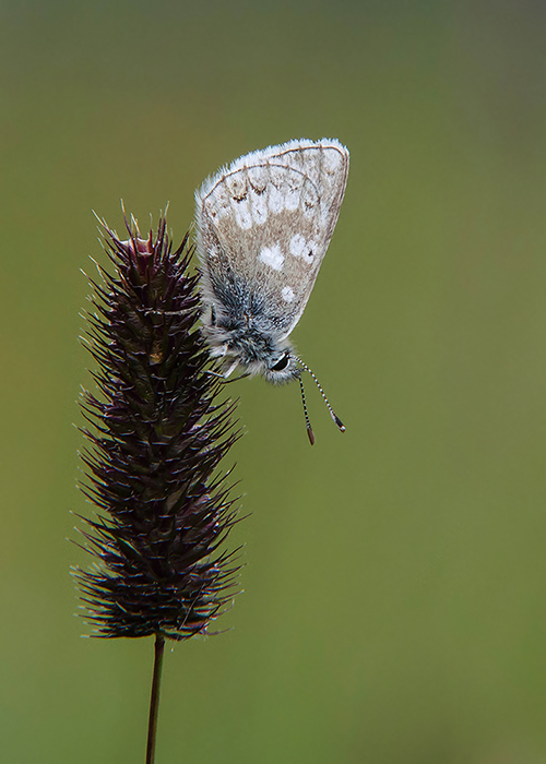 Noordelijk Manschildblauwtje - Glandon Blue