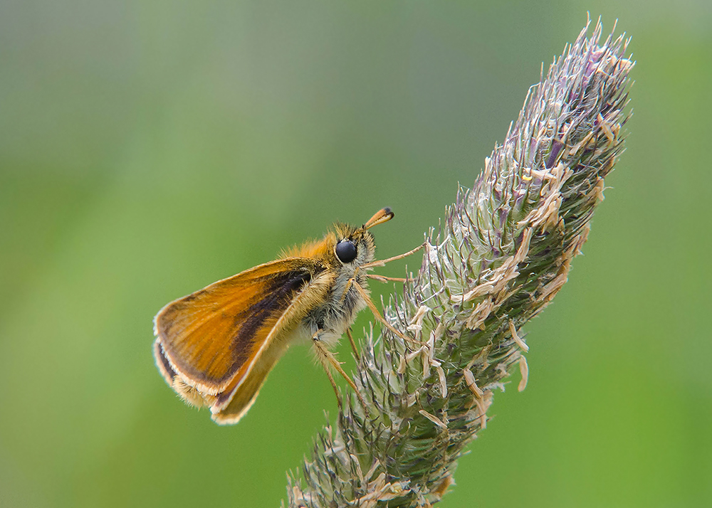 Dwergdikkopje - Lulworth Skipper