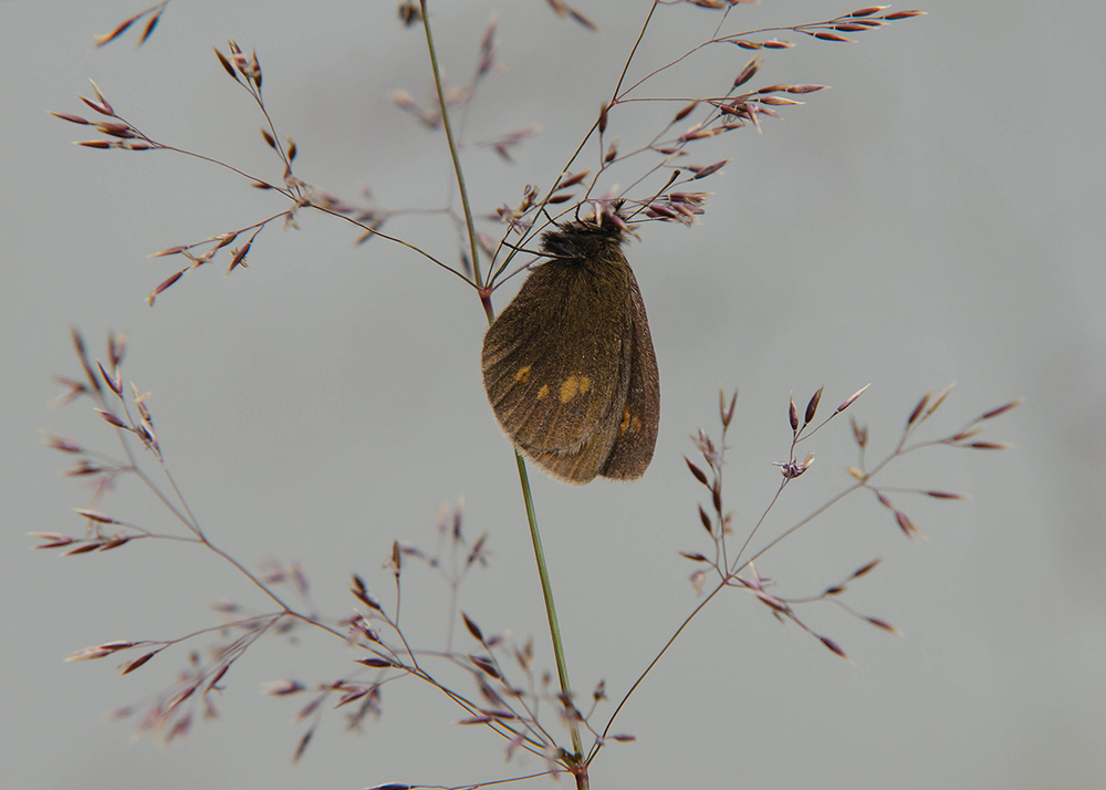Kleine Bergerebia - Lesser Mountain Ringlet