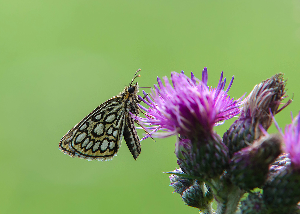 Spiegeldikkopje - Large chequered skipper