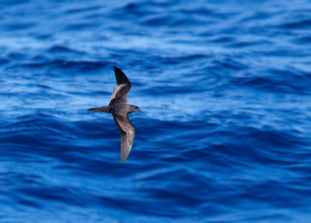 Bulwers Petrel