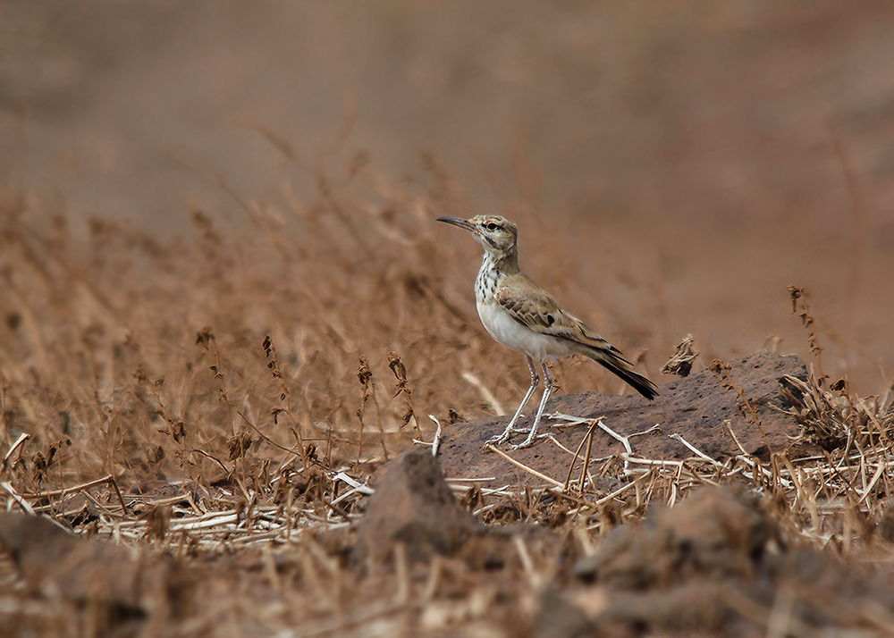Witbandleeuwerik - Hoopoe Lark