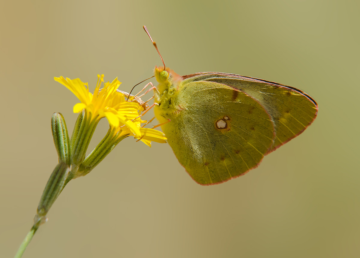 Oranje Luzernevlinder - Clouded Yellow