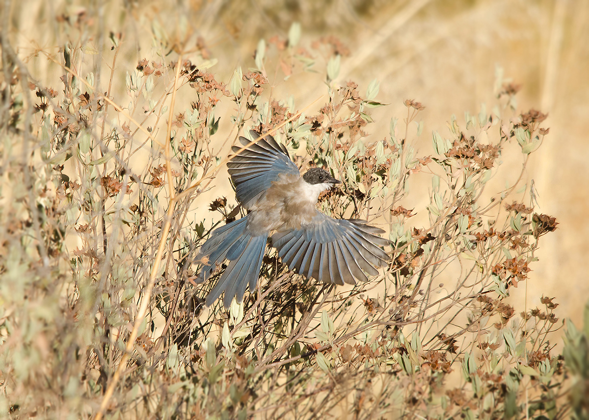 Blauwe Ekster - Iberian Azure-winged Magpie