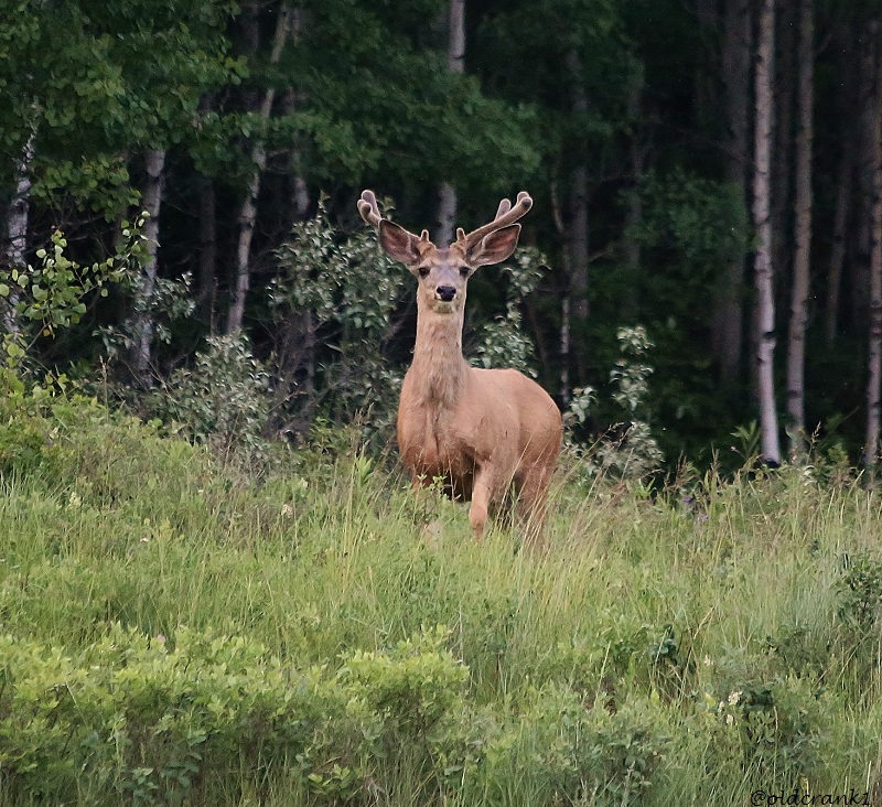 IMG_3080pb young buck in velvet.JPG