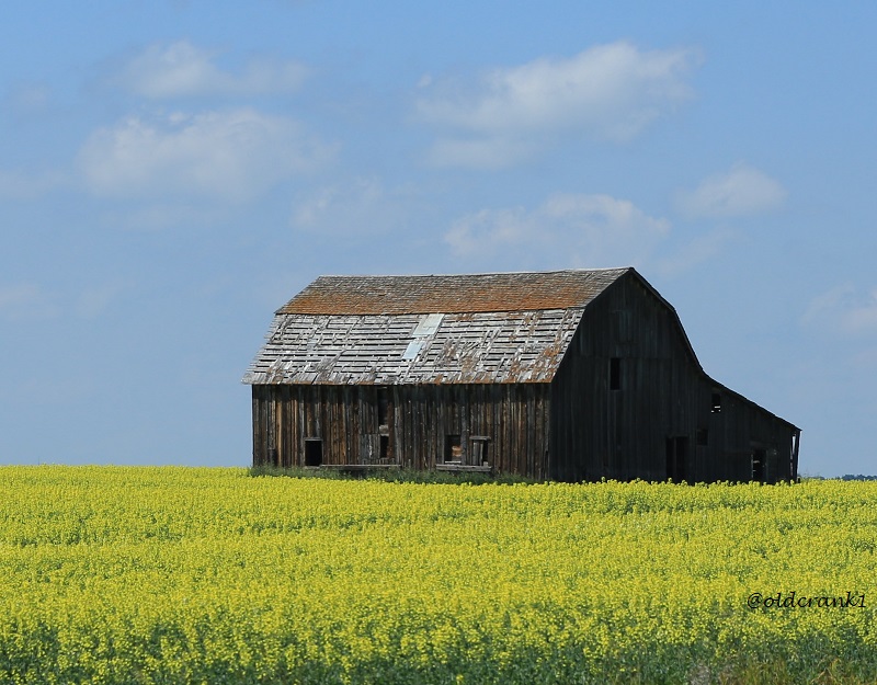 IMG_4731pb barn in canola field.JPG