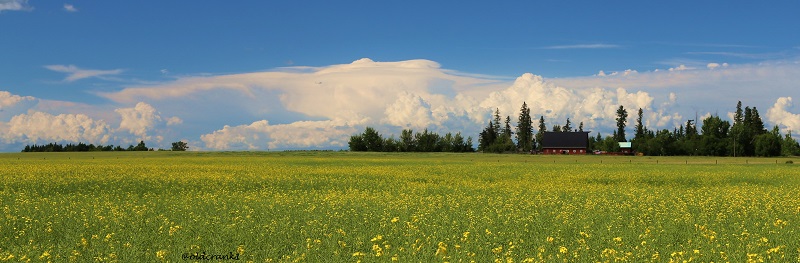 IMG_O958 pb clouds over canola.jpg