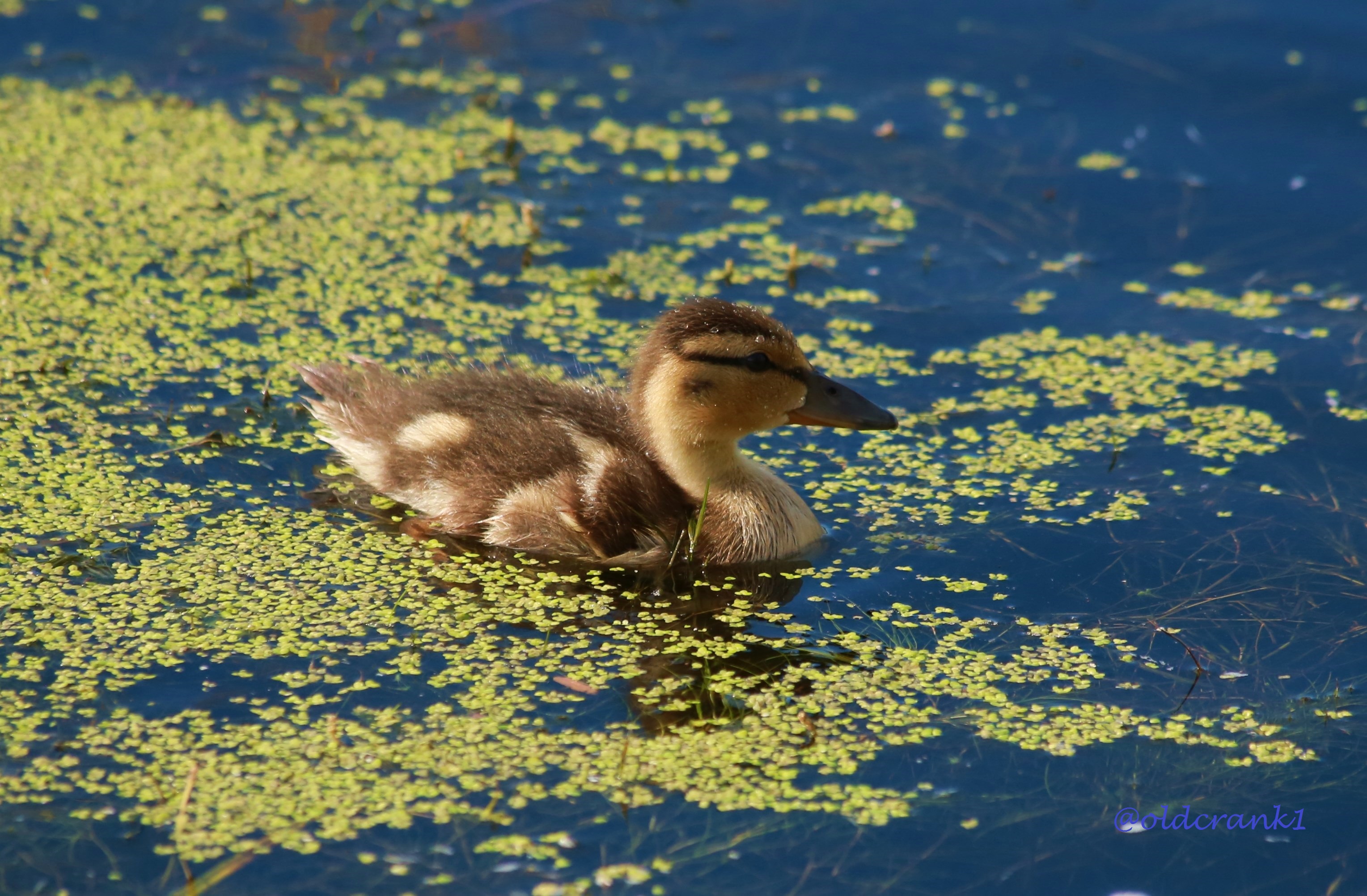 IMG_2838 duckling.JPG