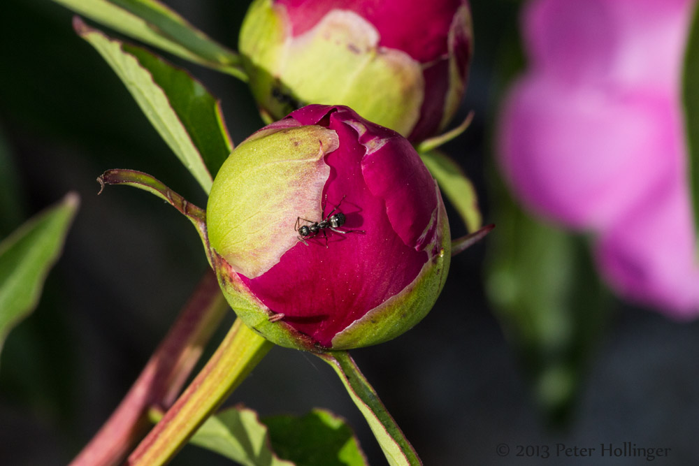 Ant on Peony