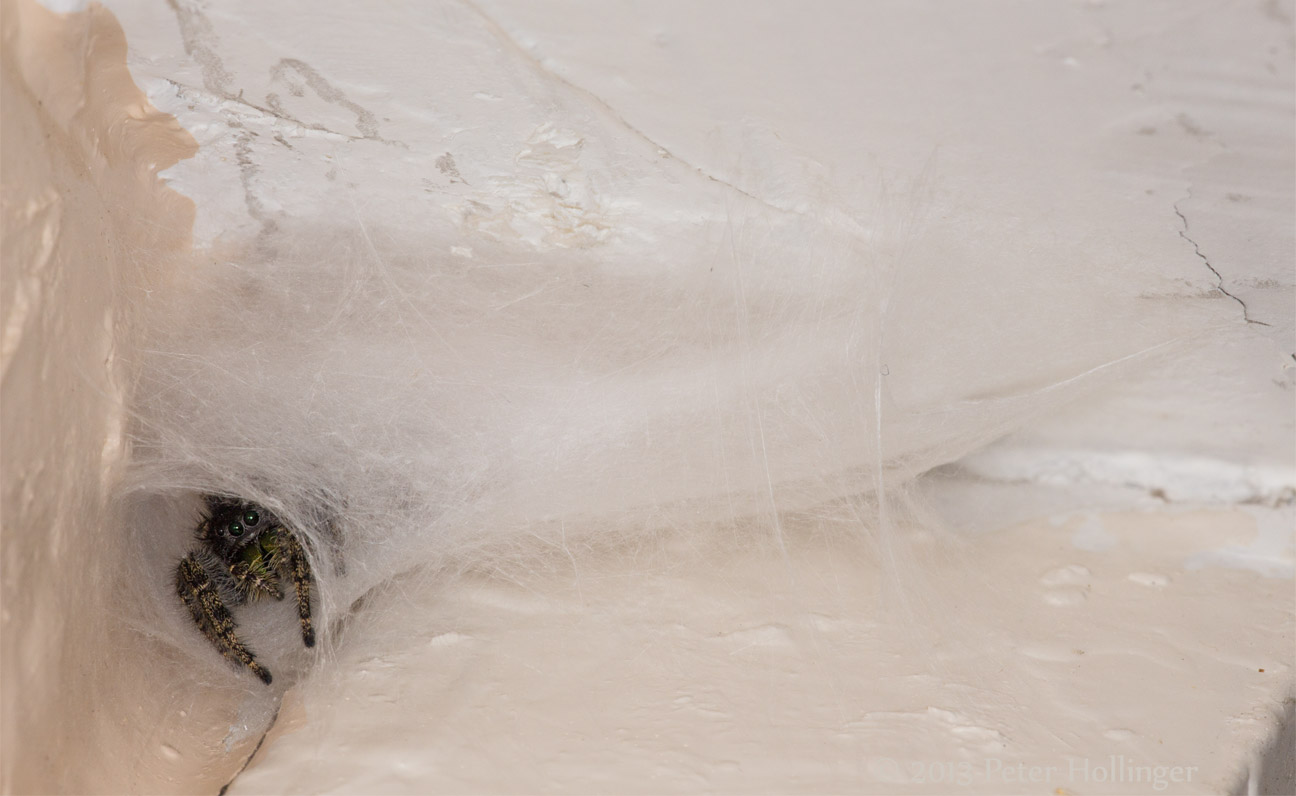 Mrs Phidippus guards her nest, day #16