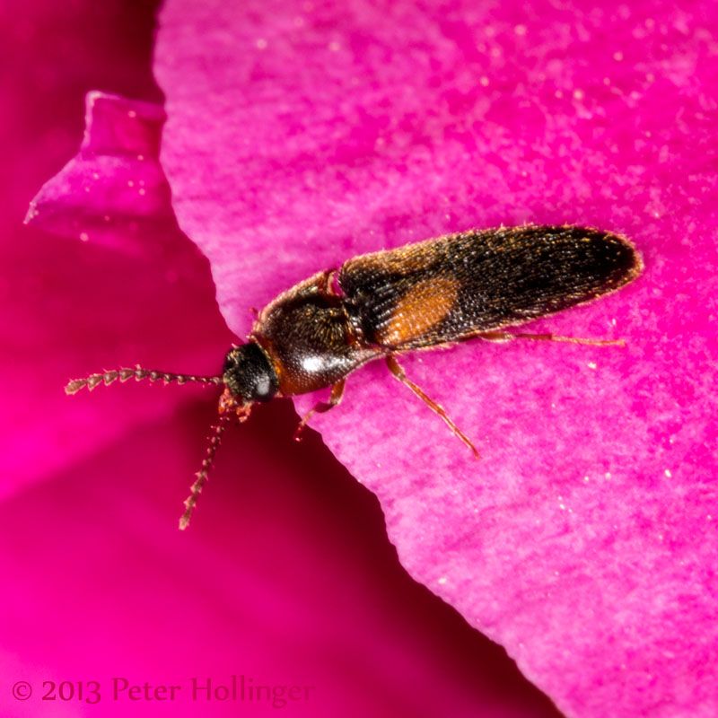 Beetle on Peony