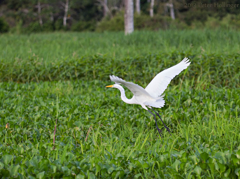Great Egret in the Amazon