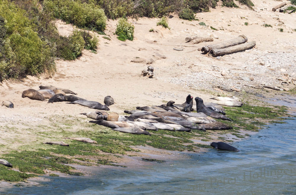 Elephant Seals