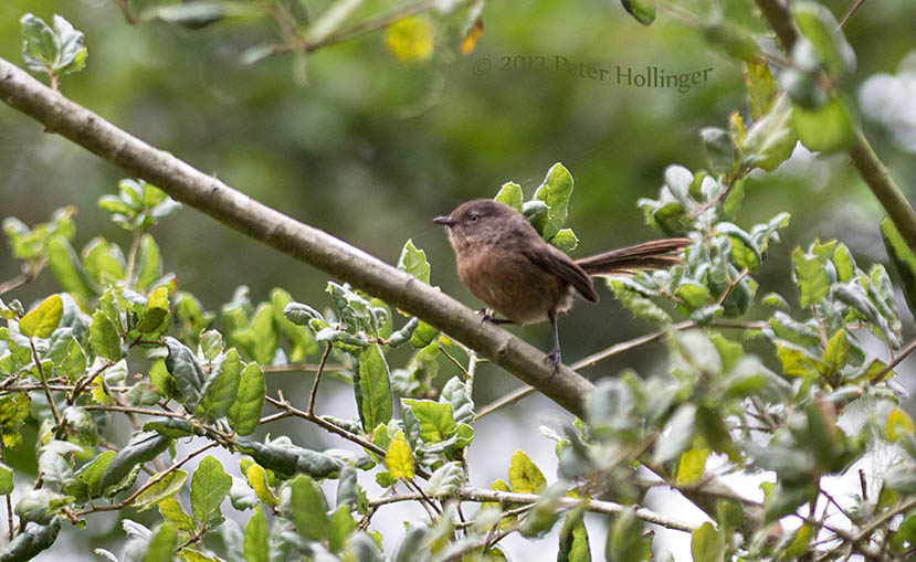 Wrentit