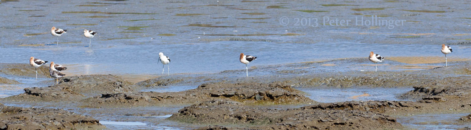 Avocets