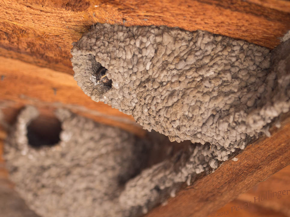 Cliff Swallow in Bodie