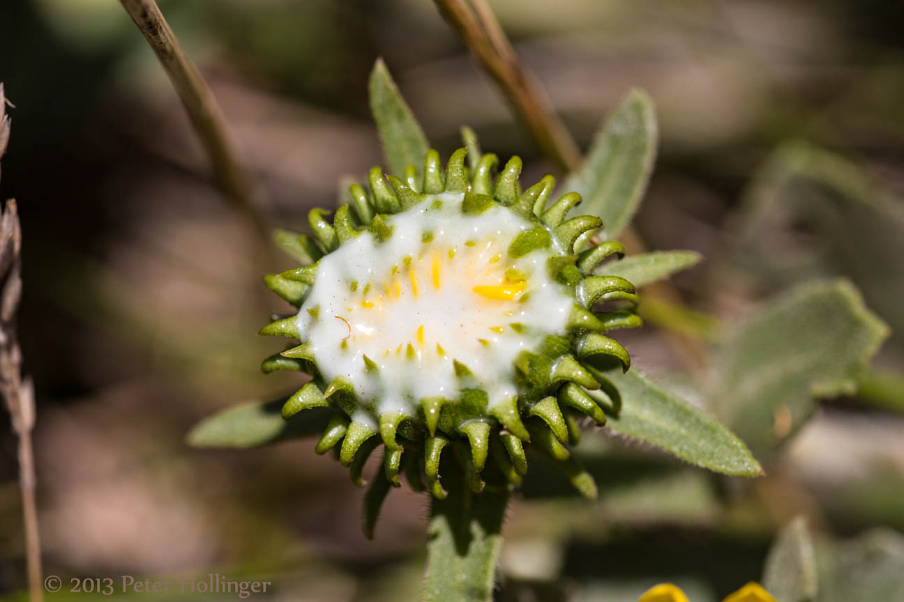 Gumplant