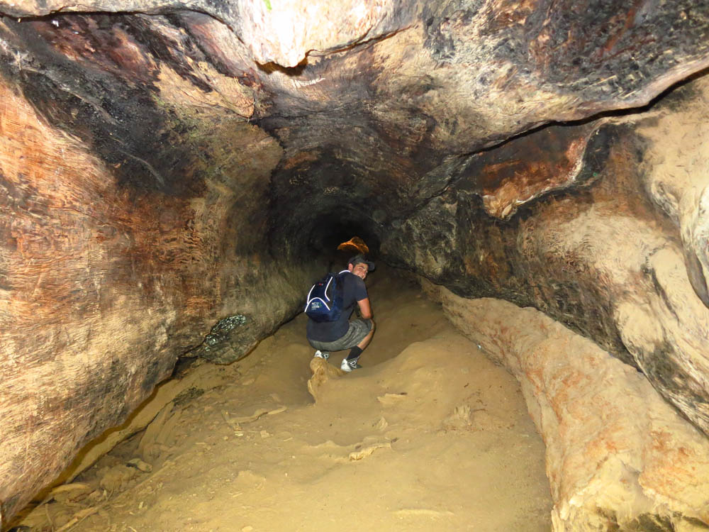 Dom in a Giant Sequoia