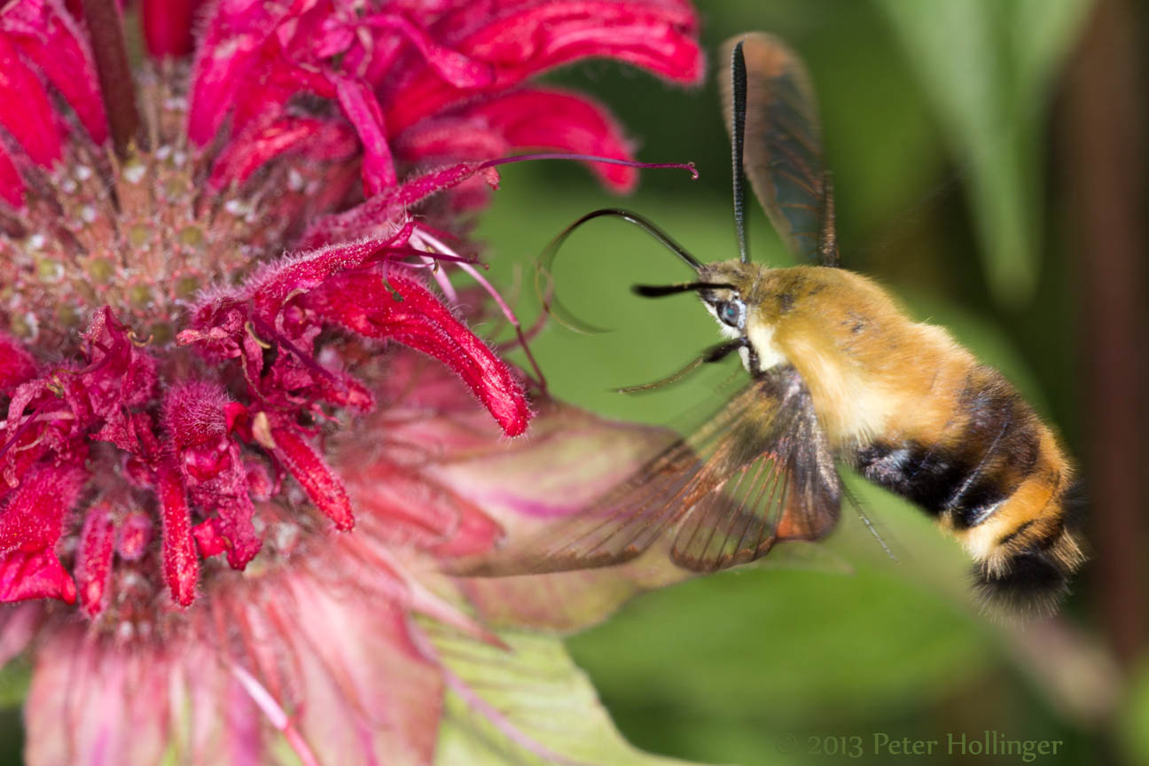 Snowberry Clearwing moth on beebalm