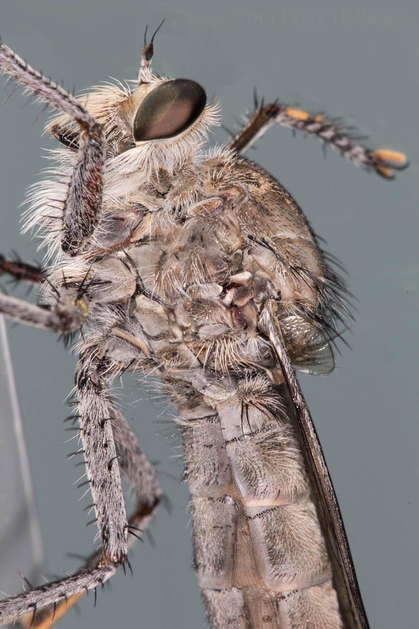 Robber Fly at Panum Crater