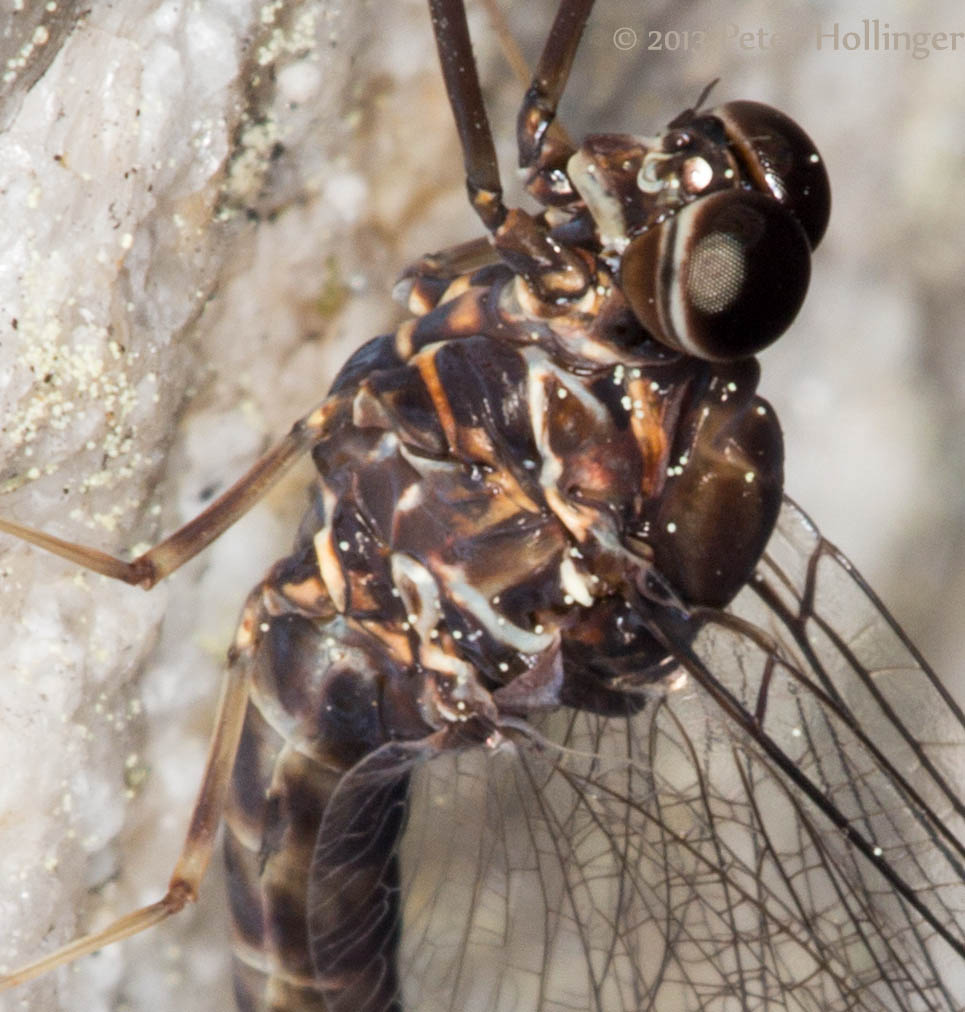 Mayfly at Tuolumne Meadow close-up